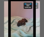 Small #1 Yorkipoo