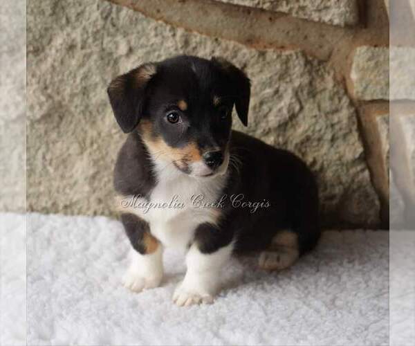 Medium Photo #6 Pembroke Welsh Corgi Puppy For Sale in LUTHER, OK, USA