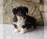 Small Photo #6 Pembroke Welsh Corgi Puppy For Sale in LUTHER, OK, USA