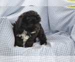 Puppy Africa Shih-Poo
