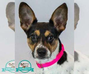 Jack-Rat Terrier Dogs for adoption in Kennesaw, GA, USA