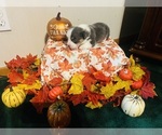 Small #3 Pembroke Welsh Corgi