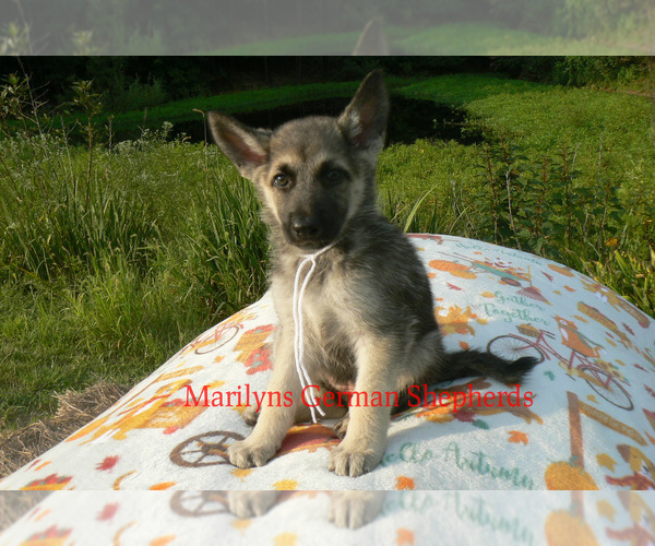 Medium Photo #2 German Shepherd Dog Puppy For Sale in PIEDMONT, MO, USA