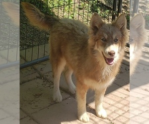 Siberian Husky Puppy for sale in SANDY HOOK, KY, USA