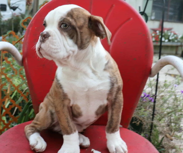 Medium Photo #1 Olde English Bulldogge Puppy For Sale in PINE VILLAGE, IN, USA