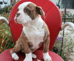 Puppy Linus Olde English Bulldogge