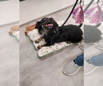 Small #1 Dachshund Mix