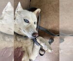 Small #1 Siberian Husky