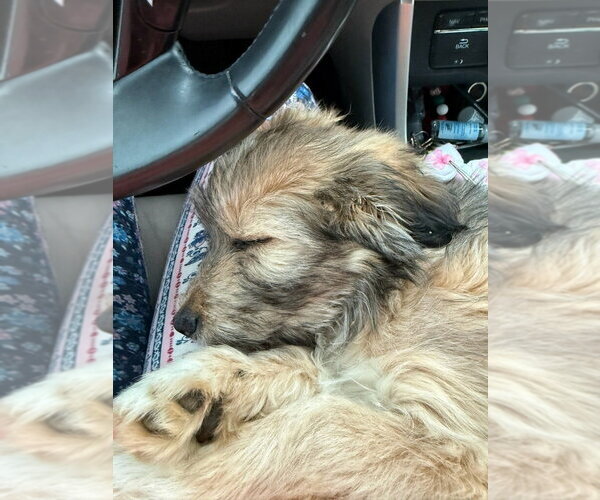 Medium Photo #1 Border Collie-Maltese Mix Puppy For Sale in Aurora, IN, USA