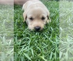 Small #1 Labrador Retriever