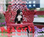 Puppy Red girl Bernese Mountain Dog