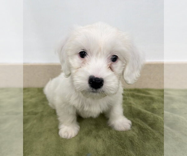Medium Photo #1 Poodle (Miniature)-Unknown Mix Puppy For Sale in Lakewood, CO, USA
