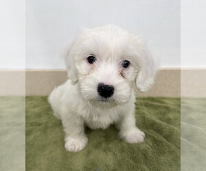 Poodle (Miniature)-Unknown Mix Dogs for adoption in Lakewood, CO, USA