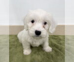 Small Poodle (Miniature) Mix