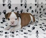 Small Photo #1 English Bulldog Puppy For Sale in POUND RIDGE, NY, USA
