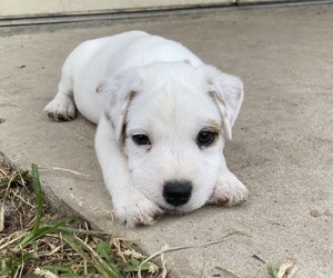 Parson Russell Terrier Puppy for sale in NEW HAMPTON, NY, USA