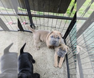 American Pit Bull Terrier-Chinese Shar-Pei Mix Puppy for sale in MARION, OH, USA