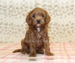 Small Photo #2 Cavapoo Puppy For Sale in DENVER, PA, USA