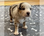 Puppy Boy 1 Australian Shepherd