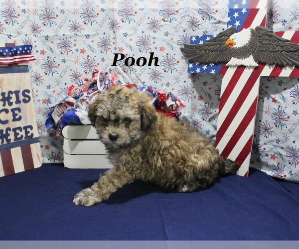 Medium Photo #17 Poodle (Toy) Puppy For Sale in CHANUTE, KS, USA
