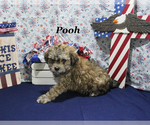 Small #16 Poodle (Toy)