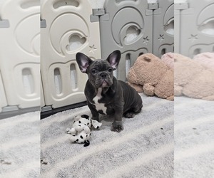 French Bulldog Puppy for sale in NORTH PORT, FL, USA