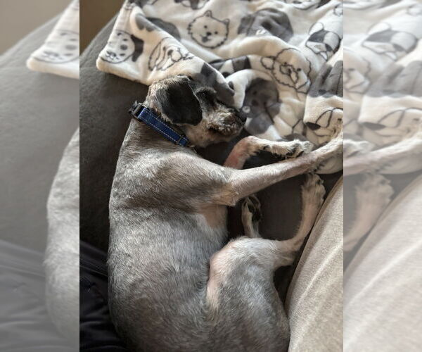 Medium Photo #5 Mutt Puppy For Sale in Mundelein, IL, USA