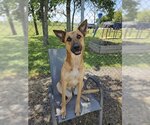 Small #12 German Shepherd Dog Mix