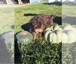 Litter of 3 - Male(s) and Female(s) Bernedoodle-Poodle (Miniature) MixLitter of Puppies for Sale - Photo #3