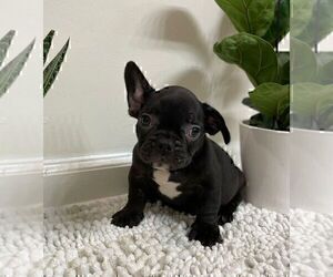 French Bulldog Puppy for sale in JOHNS ISLAND, SC, USA