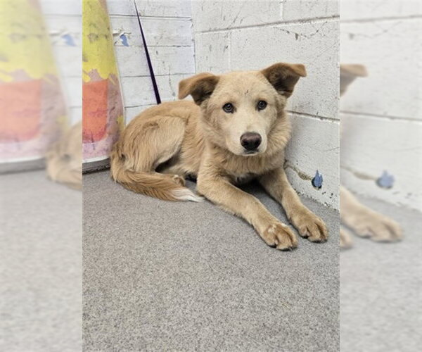 Medium Photo #1 German Shepherd Dog-Unknown Mix Puppy For Sale in San Bernardino, CA, USA