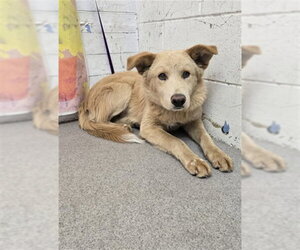 German Shepherd Dog-Unknown Mix Dogs for adoption in San Bernardino, CA, USA