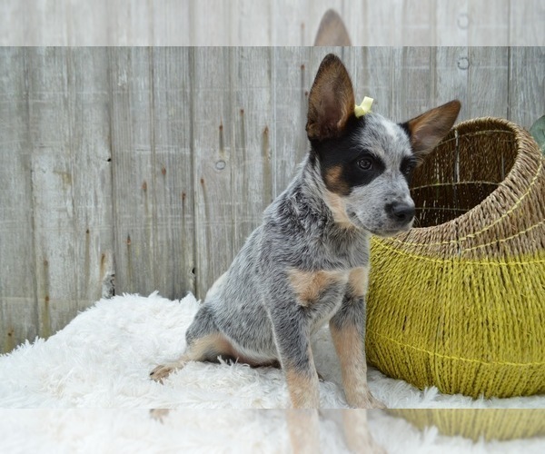 Medium Photo #3 Australian Cattle Dog Puppy For Sale in HONEY BROOK, PA, USA