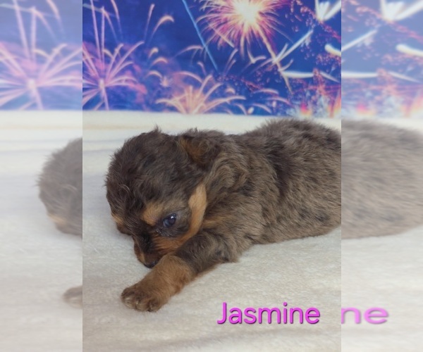 Medium Photo #4 Australian Shepherd-Poodle (Toy) Mix Puppy For Sale in AZLE, TX, USA