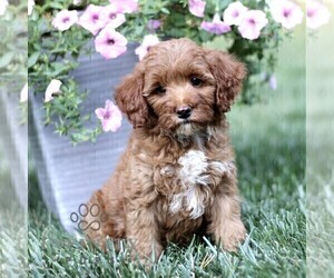 Cavapoo Puppy for sale in STRASBURG, PA, USA