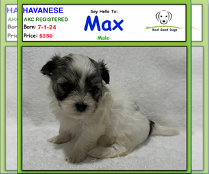 Havanese Puppy for sale in ALBION, IN, USA