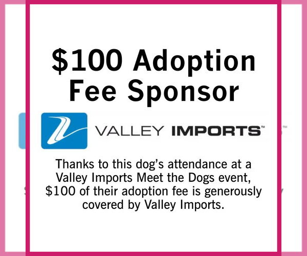 Medium Photo #5 Siberian Husky-Unknown Mix Puppy For Sale in Fargo, ND, USA