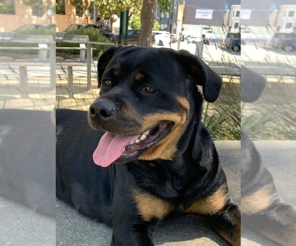 Medium Photo #1 Rottweiler Puppy For Sale in SAN FRANCISCO, CA, USA