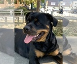 Small Photo #1 Rottweiler Puppy For Sale in SAN FRANCISCO, CA, USA
