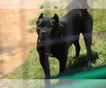 Small Photo #1 Cane Corso Puppy For Sale in TALLAHASSEE, FL, USA