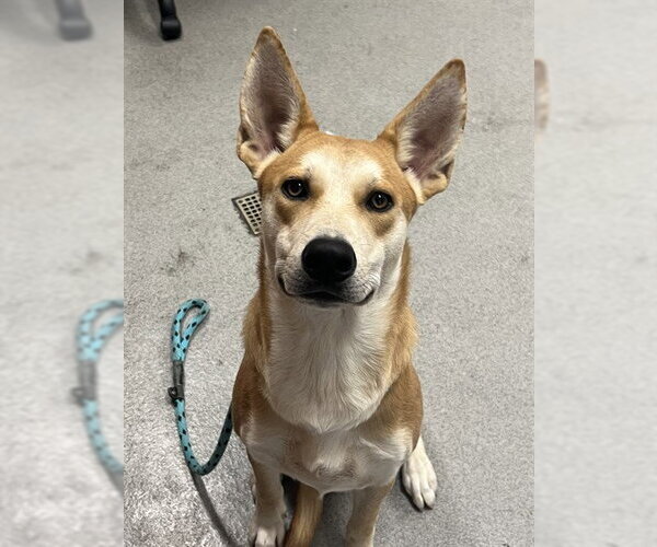 Medium Photo #1 Carolina Dog-Unknown Mix Puppy For Sale in Rancho Cucamonga, CA, USA