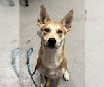 SHEA BUTTER - Male Carolina Dog-Unknown Mix Dog for Adoption - Small photo