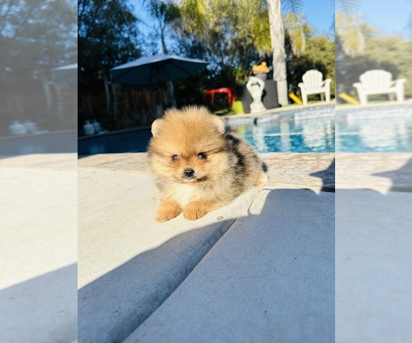Medium Photo #3 Pomeranian Puppy For Sale in BEVERLY HILLS, CA, USA