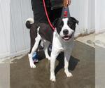 Small Labrador Retriever Mix