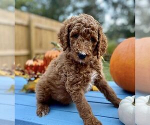 Poodle (Miniature) Puppy for sale in LAKE PANASOFFKEE, FL, USA