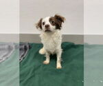 Small #8 Chihuahua-Spaniel Mix