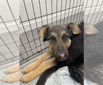 Small #3 German Shepherd Dog