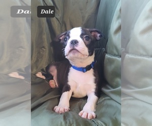Boston Terrier Puppy for sale in POMEROY, OH, USA