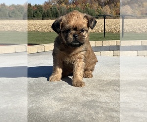 Brussels Griffon Puppy for sale in NILES, MI, USA