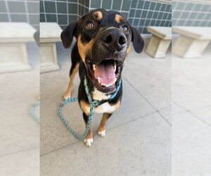 Black and Tan Coonhound-Unknown Mix Dogs for adoption in Rancho Cucamonga, CA, USA